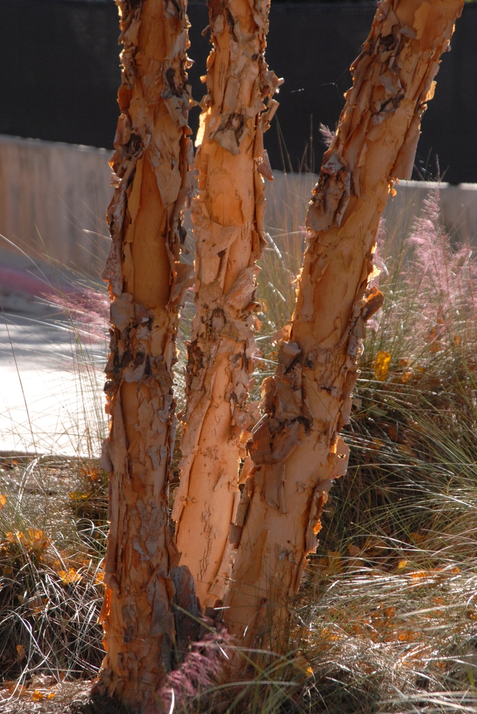 River birch bark, exfoliating bark