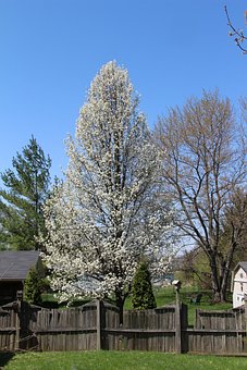 Bradford pear tree in bloom