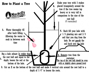 Mitchell's Nursery - Planting Instructions