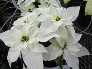 Mitchell's Nursery - Princettia White Poinsettia