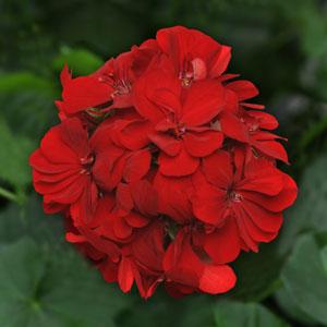 Mitchell's Nursery - Precision Red Ivy Geranium