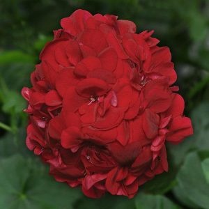 Mitchell's Nursery - Precision Ruby Ivy Geranium