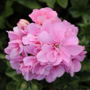 Mitchell's Nursery - Precision™ Pink Ivy Geranium